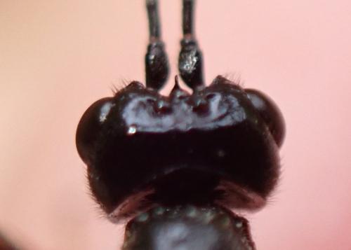 Réf. 344 795 : Wroughtonia spinator